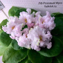 ЛФ-Розовый Мусс (Федосеева)